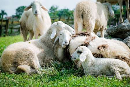 Nice : ils élèvent des dizaines de moutons dans leur appartement