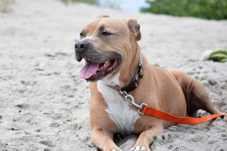 Il retourne chercher son téléphone chez des amis et tombe sur leur pitbull, la bête lui fait subir un supplice