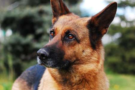 Marseille : des enfants s’amusent dans un parc quand un chien féroce débarque, la suite est glaçante