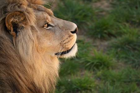 Quel est le pire métier pour le Lion ? 