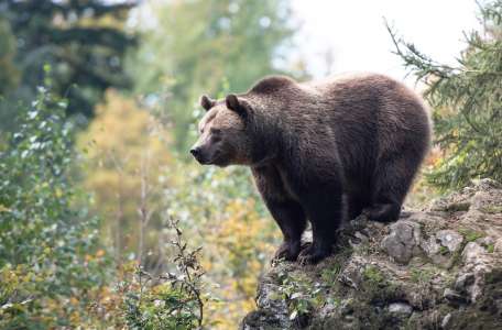 Elle se fait tuer par un ours sous les yeux de son petit ami, les détails sont glaçants