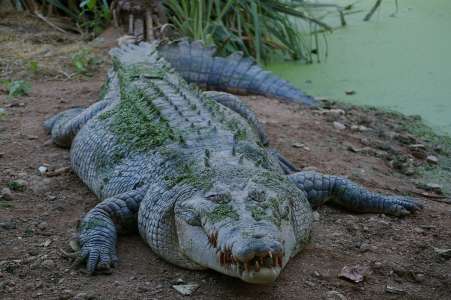 Découverte atroce dans les entrailles d'un crocodile de plus de quatre mètres de long