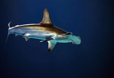 Normandie : un requin sème un vent de panique sur une plage de la Manche