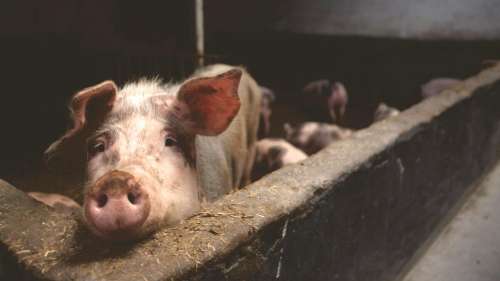 Somme : un ouvrier agricole meurt asphyxié par les excréments de ses porcs