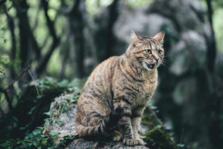 Comment réagir lorsqu'un chat devient agressif ? Ces techniques à mettre en place