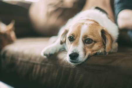 TÉMOIGNAGE. “J’ai préféré rester avec mon chien plutôt que d’aller au mariage de mon frère mais j’estime avoir une bonne raison