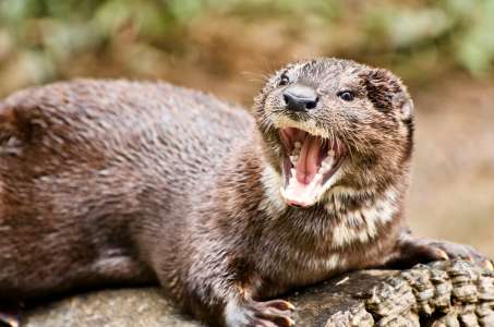 Son enfant attiré dans l'eau par une loutre, une mère a un réflexe héroïque