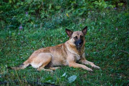 Castres : elle laisse sa chienne en pension pour un mois et demi et tombe des nues en la récupérant