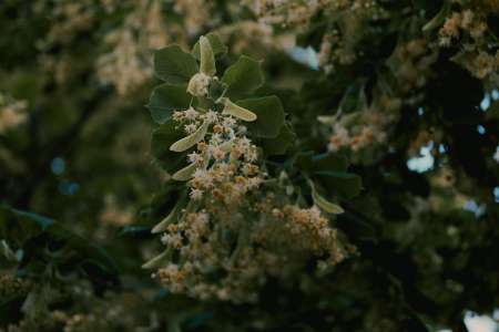 Cette plante est le plus puissant anti-stress naturel