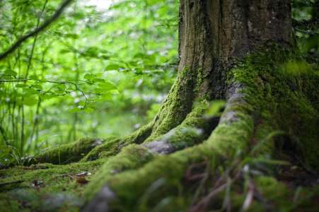 Une petite fille de 10 ans somnambule recherchée, l'épilogue en forêt est étonnant