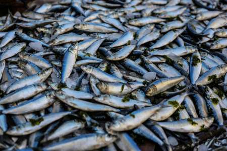 Quels sont les bénéfices sur la santé du poisson ?