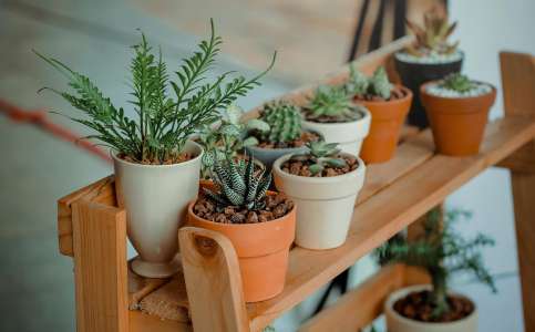 Santé mentale : ces plantes qui éliminent les énergies négatives