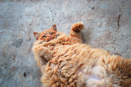 Le chat le plus gros du monde subit un terrible sort après des semaines d’un régime draconien