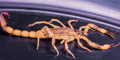 Astrologie : quel est le caractère des ascendants Scorpion ?