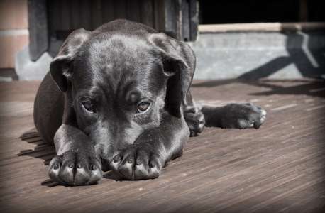 Prénoms : quel nom en O pour un chien ?