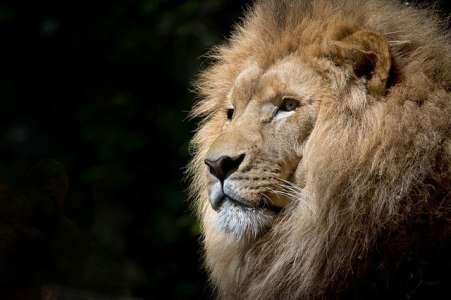 Astrologie : quelles sont les caractéristiques des Lion ascendant Gémeaux ?