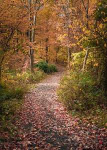 Le corps d’un jeune homme tué sur un chemin forestier en 1987 vient seulement d’être identifié