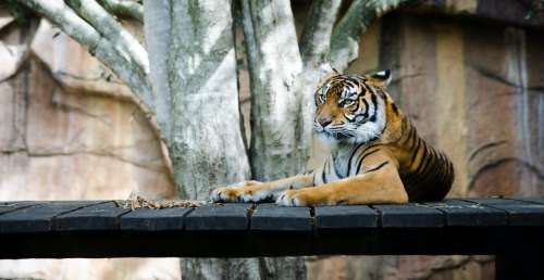 Un tigre aperçu dans un zoo avec une chaussure dans la bouche, ce que cela cache est atroce