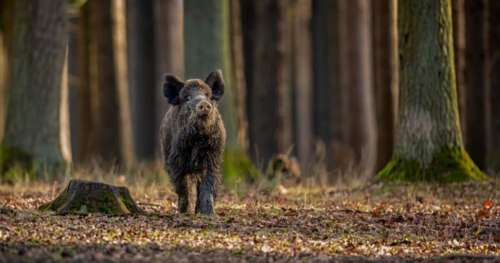 Quelle attitude adopter face à une charge de sanglier ? Ce réflexe crucial à connaître