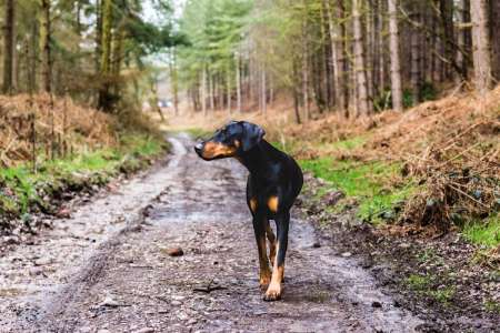 Attaque de chien : 3 gestes essentiels pour se protéger