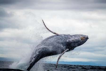 Le cadavre d'une baleine subit une transformation qui laisse des pêcheurs médusés