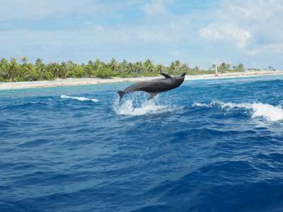 Un dauphin retrouvé mort sur une plage, les premiers éléments de l'enquête font froid dans le dos