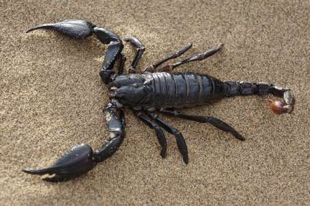 Astrologie : les effets de la rétrograde de Mercure sur le Scorpion