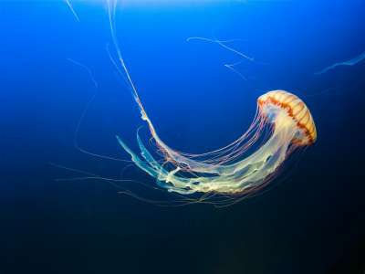 Piqûre de méduse : voici le premier réflexe à avoir si ça vous arrive
