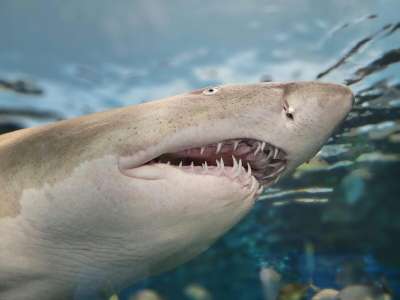 Texas : mordue par un requin, elle survit à l'attaque d'une façon héroïque
