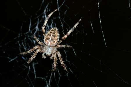 Une araignée particulièrement dangereuse se cache dans sa chaise au restaurant, il en paie le prix fort