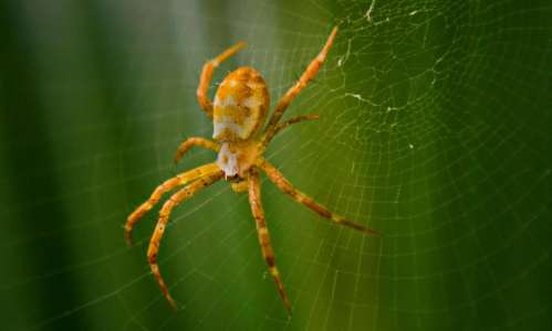 Une araignée violoniste coûte la vie à un gendarme de 52 ans