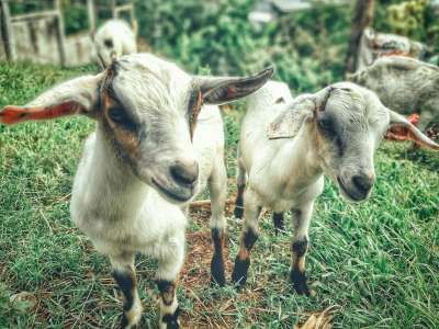 Condamné pour viol d’une chèvre, un homme de 77 ans filmé avec un bouc… sa défense est abjecte