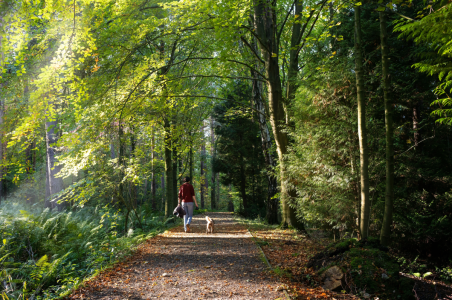 Elle promène tranquillement son chien avec son mari dans un parc et ne voit pas la mort arriver