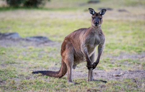 Australie : 85 kangourous tués en deux jours, les détails sont effroyables