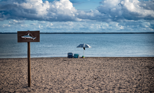 Ils célèbrent la Fête nationale américaine sur une plage, des requins s'invitent aux réjouissances