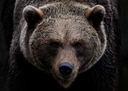 Attaquée par un ours féroce, elle doit sa vie à son animal héroïque