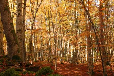 A 88 ans, elle se perd dans la forêt et son idée lumineuse lui sauve la vie