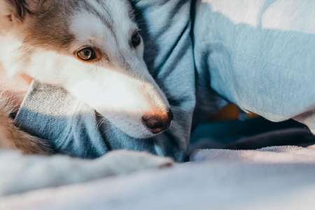 Horreur à Oyonnax : ils sont au salon quand leur husky arrive avec leur nourrisson dans la gueule