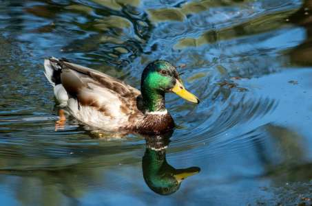 Un petit garçon de 2 ans s’enfuit de chez lui pour nourrir des canards, une mort atroce s’ensuit