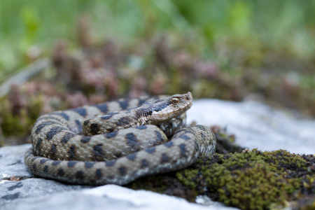 Pyrénées : sa sieste tourne au drame, un quadragénaire hospitalisé après une morsure de serpent