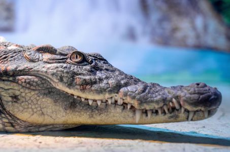 Ce que les autorités retrouvent dans le ventre d’un crocodile de 4 mètres de long fait bondir