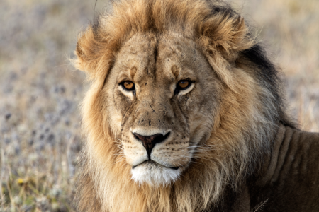 L'employé d'un zoo rentre dans l'enclos des lions avec son collègue, ce qui se passe ensuite fait froid dans le dos