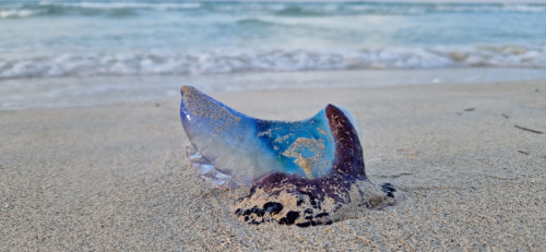 Galère portugaise : qu'est-ce que cet animal dangereux souvent confondu avec la méduse qui sévit en Méditerranée ?