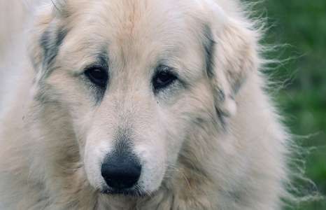 Son patou attaque des randonneurs, un berger prend la défense de son chien