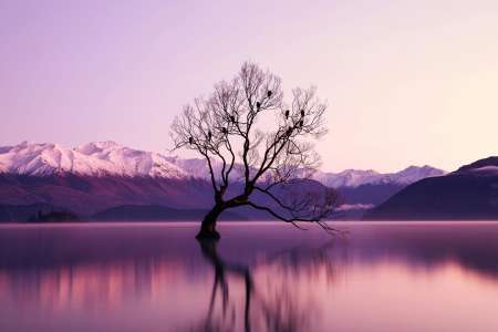 Quel arbre attire l'argent ?