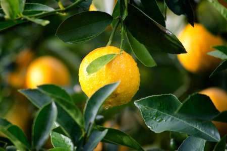 Quels sont les bénéfices sur la santé du citron ?