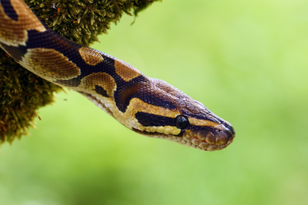 Un python s’enroule autour de sa taille alors qu’elle fait la vaisselle, l’effroyable vidéo de son sauvetage