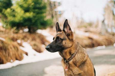 Un chien sauve la vie de son maître de 11 ans de façon héroïque