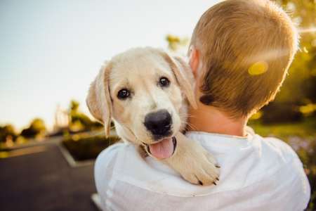 Prénoms : quel nom en A pour un chien ?