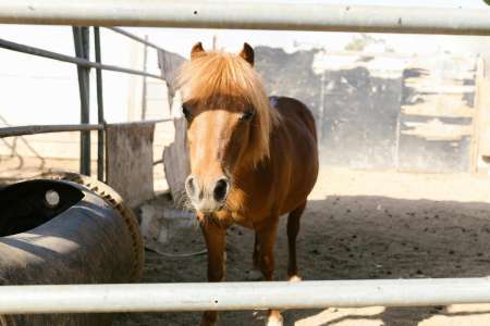 Côte-d'Or : une leçon d'équitation sur un poney tourne au drame pour une petite fille